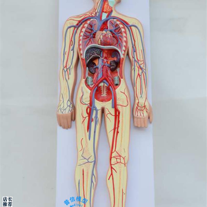 普信人体血液循环模型心脏血管模T型动静脉模型神经血管模型