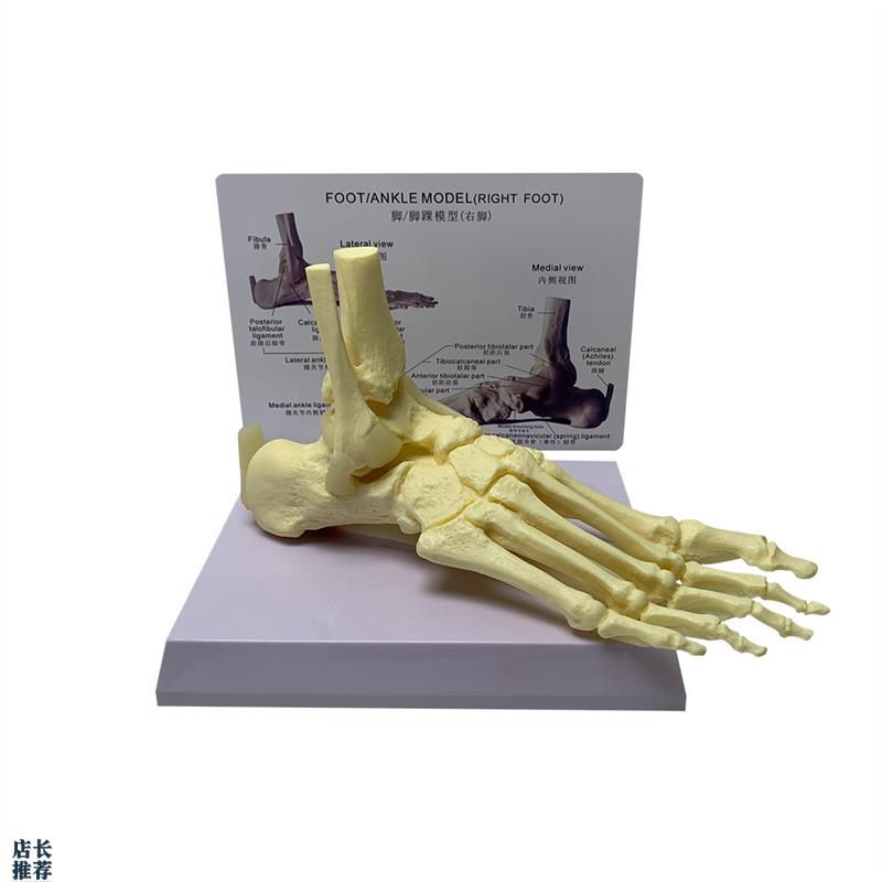 自然大脚关节带肌键韧带神经模型B骷髅骨骼人骨人体掌骨教具厂直
