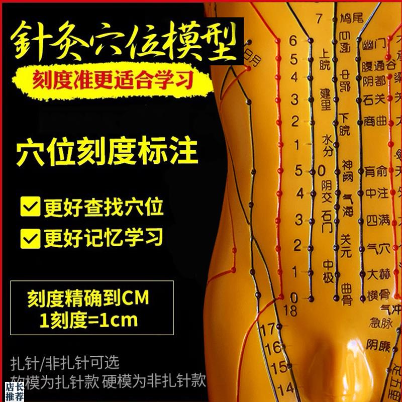 针灸穴位人体模型人全身中医十二经络小皮人O经络图穴位模特可扎