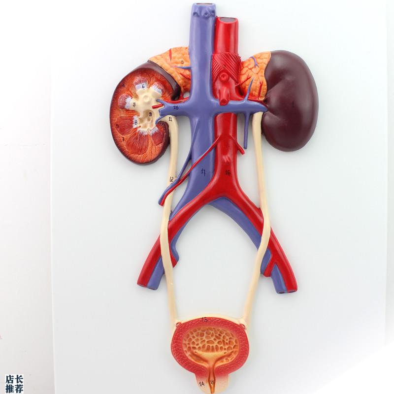 颐诺正品人体h泌尿系统模型输尿管膀胱尿道模型肾解剖模型医用
