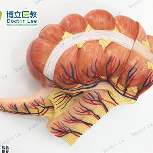 人体医学回e盲部解剖模型盲肠阑尾升结回肠血管淋巴模型