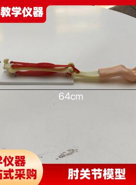 供应SM-SB2-S-300手臂活动模型组装材料小型手臂肌W肉运动系统模