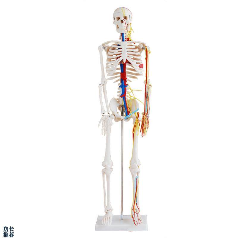 人体骨骼带心脏与血管模型u85CM(全身带支架)骨架教学美术