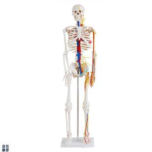 人体骨骼带心脏与血管模型u85CM 骨架教学美术 全身带支架