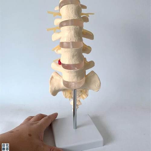 全国推广自然大脊柱模型可拆卸可拼装颈椎血管Q腰椎间盘脊椎骨尾