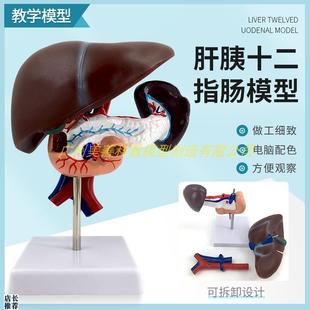 胰肝脾解剖模型,肝胰和十二指肠解剖模型人体模型人.体内脏模型