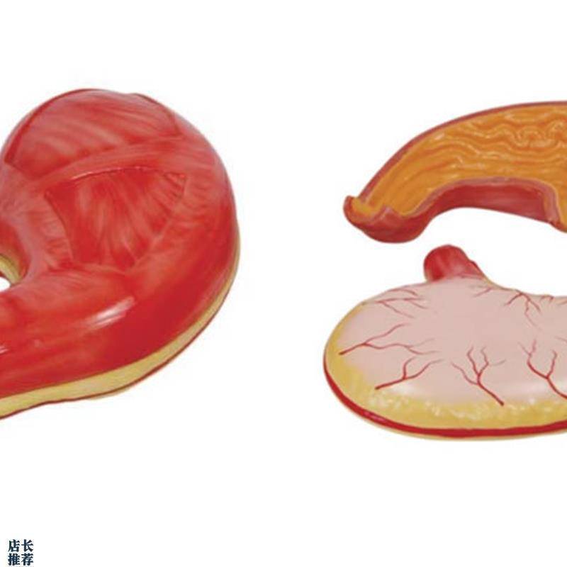 胃肠模型胃解剖模k型消化系统构造立体展示教学模型胃黏膜食管医