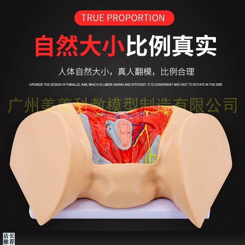 女性会阴模型尿生殖三角v肛门生殖系统模型女性盆底肌肉神经