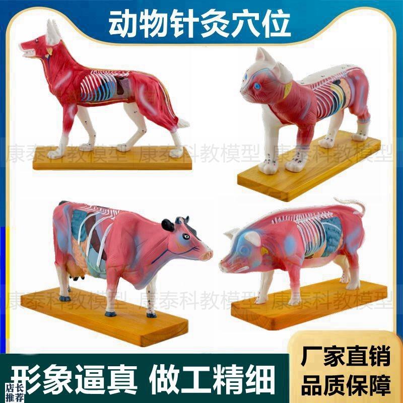动物针灸穴位模型皮肤浅层解剖内脏畜牧兽医宠物医院摆Z件仿真塑