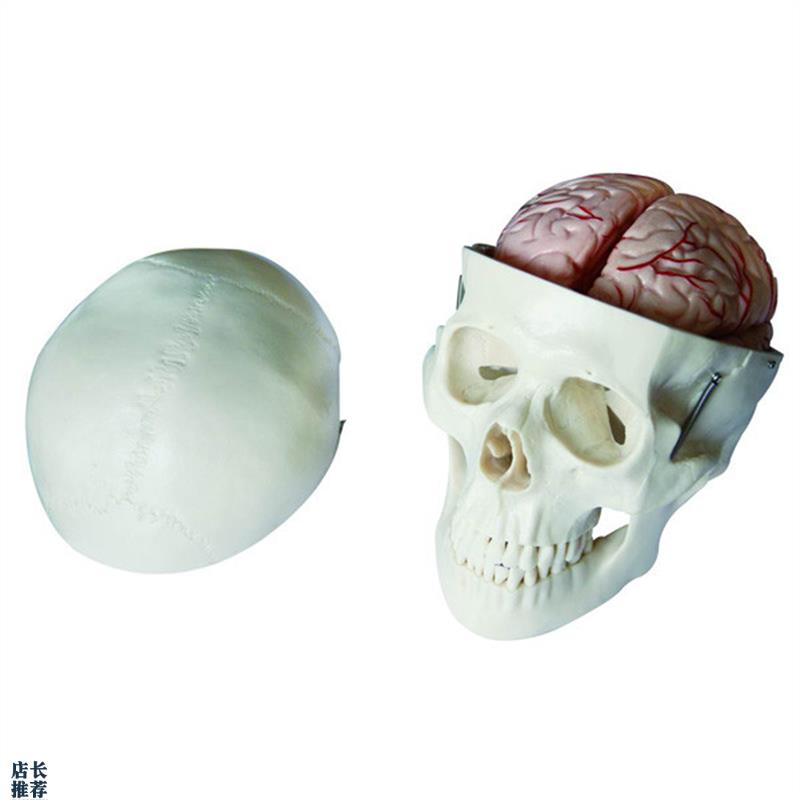 特惠头骨c带8部分脑动脉模型头颅骨模型成人头骨模型骷髅头模型