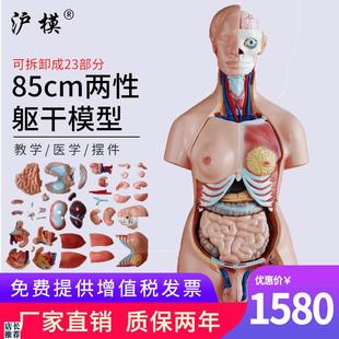 沪模85cm两性躯干模型23部r件医学人体内脏器官构造分布系统脑心