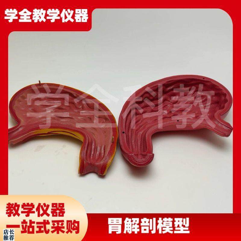 人体胃解剖结构模型放大可拆装部件医学医院学Q校生物教学讲解摆