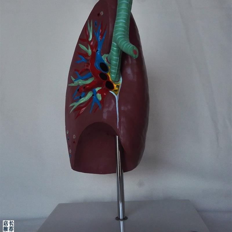 包邮人体b肺解剖模型器官气管医用教学讲解展示