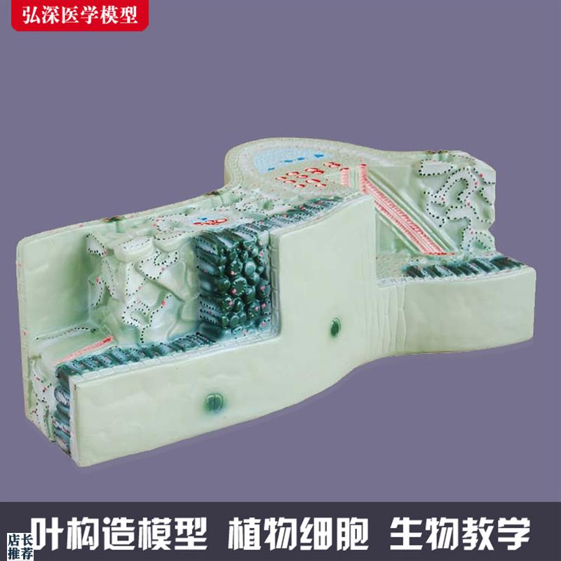 树叶构造模型植物细胞组织结构叶脉纵F横切面生物教学模具道具教