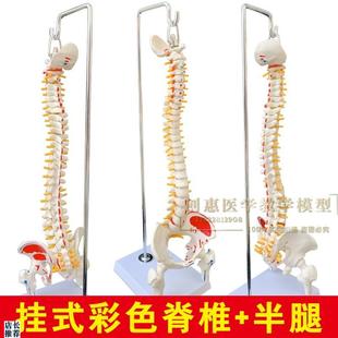 人体脊柱模型45CM医学正骨练习骨骼模型颈椎腰椎脊U椎骨架模型关