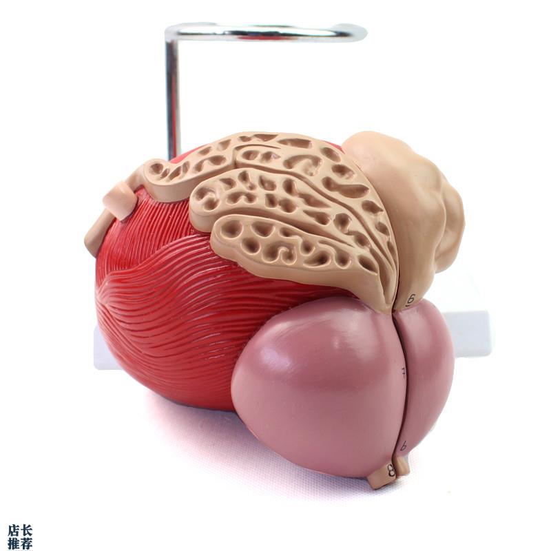 ENOVO颐诺医学人体q膀胱模型前列腺模型泌尿生殖系统解剖泌尿科泌
