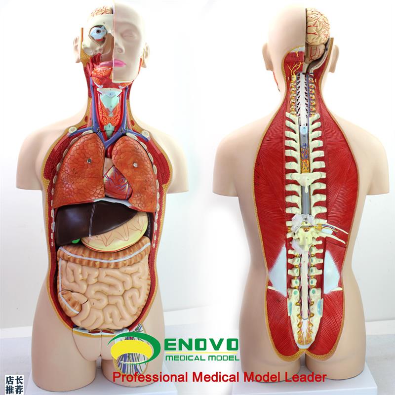 颐诺正品1d8部件85CM无性躯干人体身体器官结构组织解剖模型