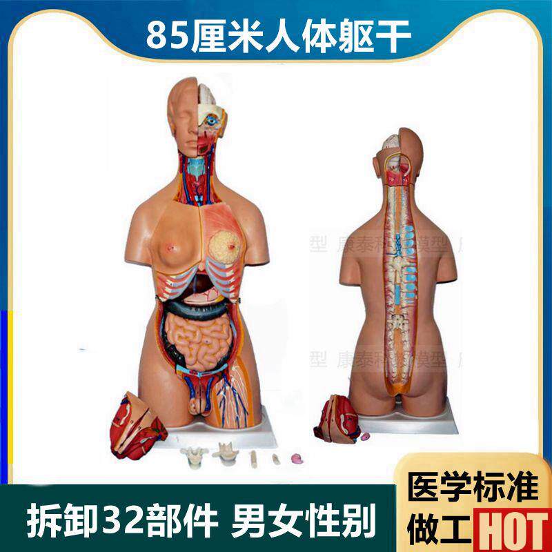 5厘米高半身躯干模型内u脏拆卸32件男女性别背部解剖医学标准解剖
