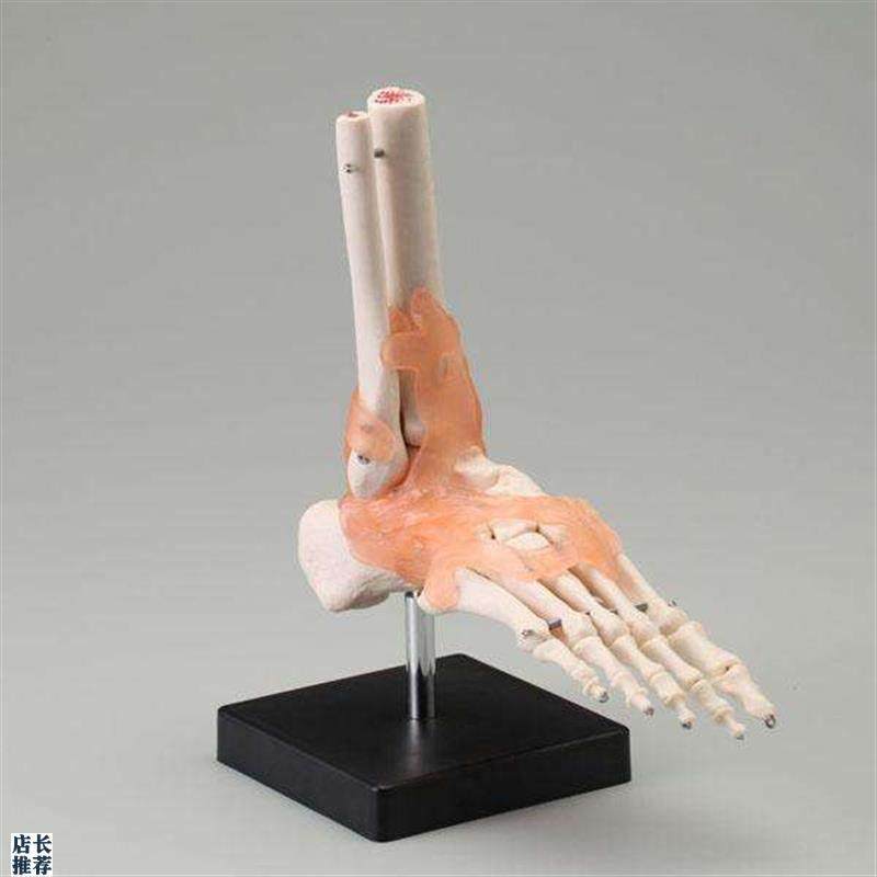 自然大脚a踝关节模型人体功能性关节附韧带模型医用骨骼关节模型