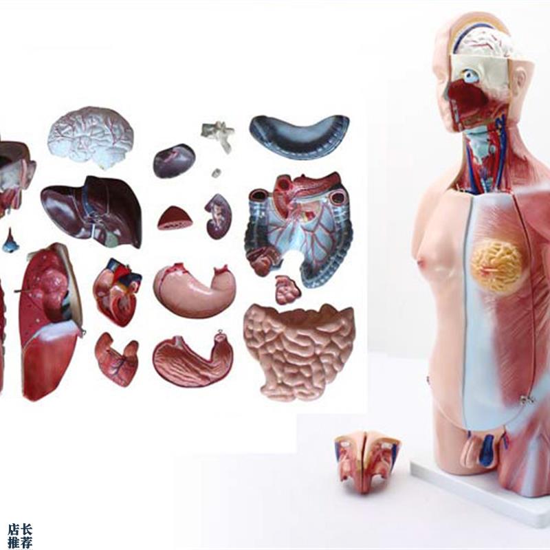 ENOVO颐诺45CM两性躯干模型人体内脏器L官解剖结构模型人体解剖中
