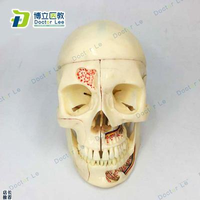 高端人体医学仿真头v骨模型口腔科头骨神经科头颅骨
