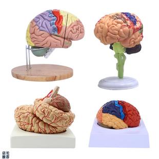 脑模型脑功能区域色分模型人体大脑解剖模型Q人脑动脉构造脑神经