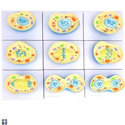 ENOVO颐诺细胞有丝分裂模型9部件核模核仁染色体细W胞质纺锤丝细