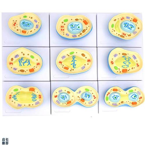 ENOVO颐诺细胞有丝分裂模型9部件核模核仁染色体细W胞质纺锤丝细