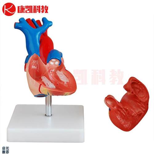 心脏模型心脏解剖模型心脏t血管动静脉体肺循环结构造医教学用教