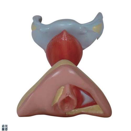 女性内外生殖器模型解E剖教学示教标本模具