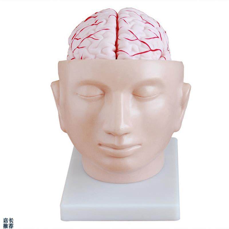 人体头部解剖附脑和r动脉模型医学示教标本颅脑教学模具