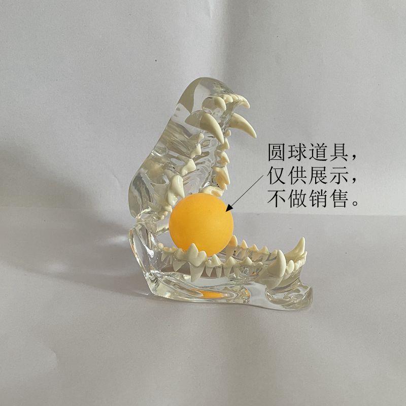 牙齿模型上下颚骨透明狗牙齿模具兽医教学模具动物医S院兽医示教