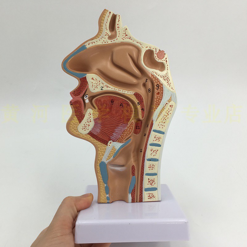 鼻腔 口a腔 咽和喉正中矢状断 鼻咽腔模型 喉咽腔 耳鼻喉科模型