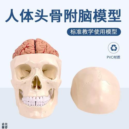 头颅附脑动脉模型颅脑动脉血管大脑解剖头骨模型1S:1大脑解剖科教