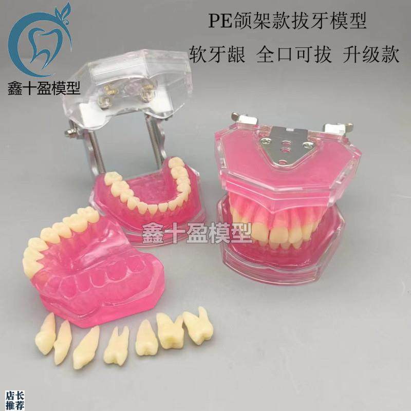 牙科口腔教学生练习拔牙p模型全口可拆卸牙齿软牙龈28颗牙齿FE颌