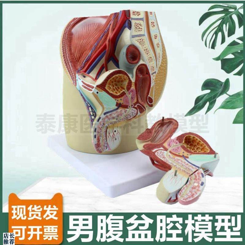 男盆腔模型可f拆卸生殖器睾丸前列腺直肠男科医患泌尿系统膀胱腹