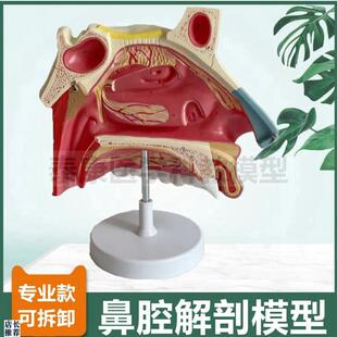 大型鼻腔模型可拆卸鼻甲固有鼻腔口咽扁I桃体硬腭鼻甲鼻道蝶窦额