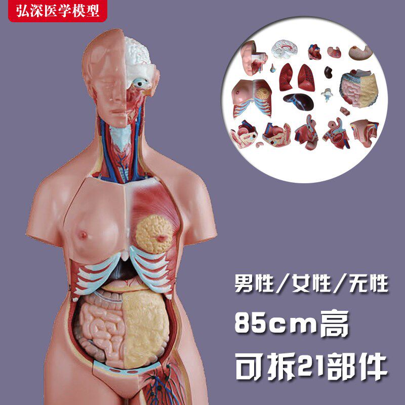 躯干模型人体内脏胸腹部器官解剖男D性女性心肝脾肺肾结构教学玩