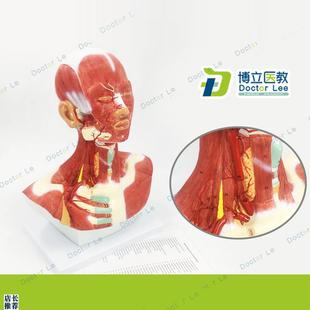人体头面部c肌肉解剖模型头颈胸模型头颈部肌肉解剖头模型肌肉