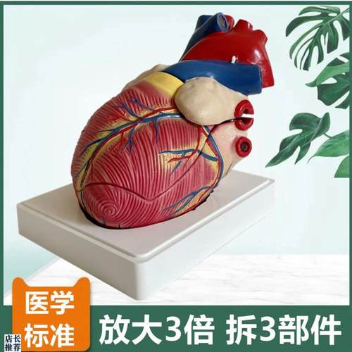 人体心脏模型放大3倍拆3件主动脉瓣二尖瓣仿真塑U胶心血管医用解