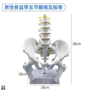 五节腰椎b带骨盆模型腰椎自然大男性盆骨带五节腰椎脊椎模型