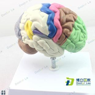 大脑动脉模型脑i解剖模型大脑模型脑干脑结构模型神经科脑室脑半