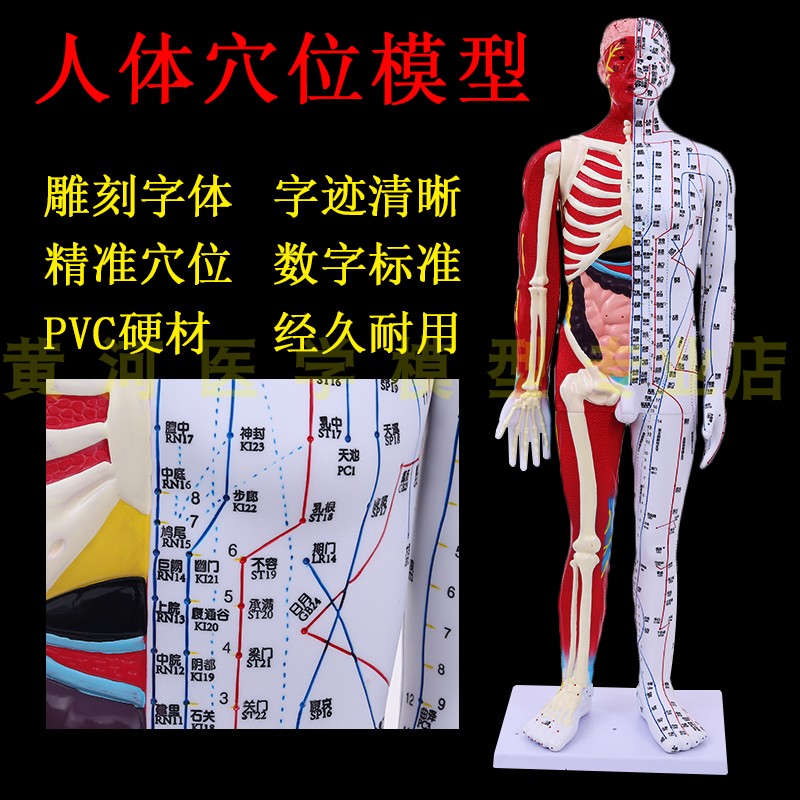 半皮半肌肉解剖人体穴位模型经络按摩 I男女针灸中医教学小人刻字