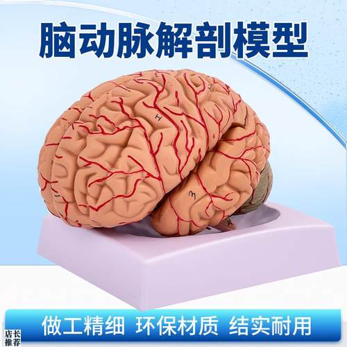 神经科脑科人体大脑解剖脑分区脑血管脑解剖模型W可拆分9部件
