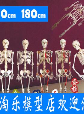 厂家直销170人体骨骼模型180cm韧带神经骷髅O骨架医用肌肉起止点8