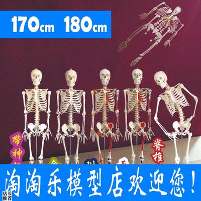厂家直销170人体骨骼模型180cm韧带神经骷髅O骨架医用肌肉起止点8