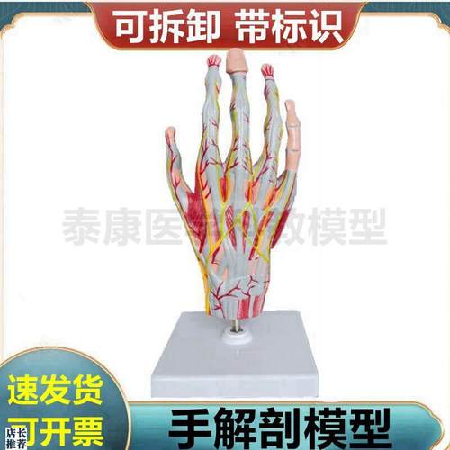 手部肌肉解剖模型手骨关节筋膜肌腱J血管神经外科临床教学