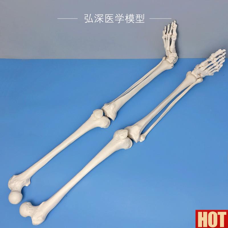 体下肢关节模型腿骨股骨胫骨腓骨脚掌骨骼结构骨科医H学教学模具