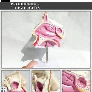 人体鼻腔解剖模型面部医用教V学讲解展示