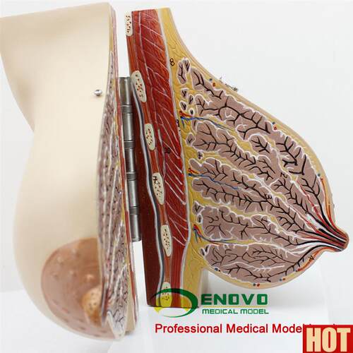 NOVO颐诺医学女性哺乳期乳房模型 乳腺w解剖青春期生理培训上海解